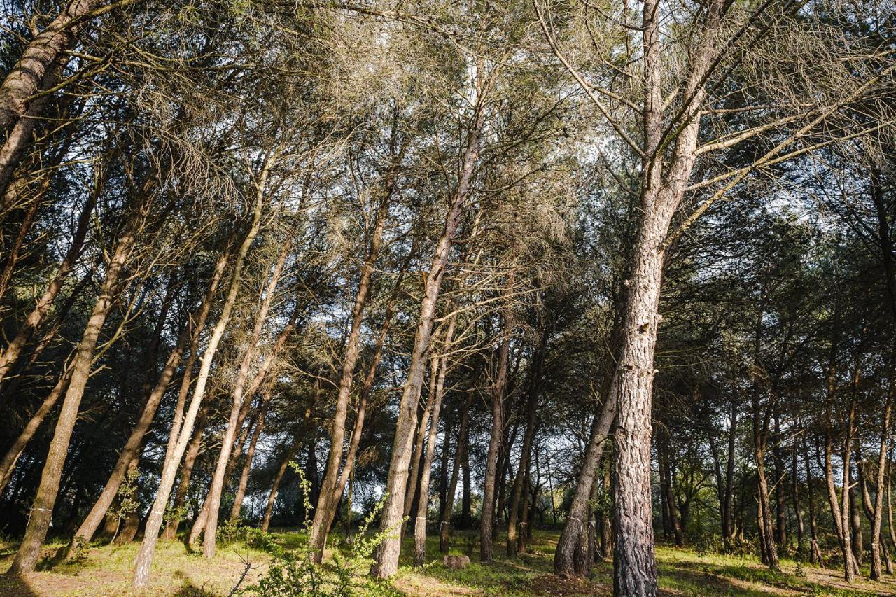 19 Secolo - Trulli Con Foresta, Bici E Barbecue Чистернино Экстерьер фото